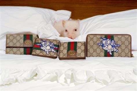 frank lebon gucci|This Teacup Pig is the Breakout Star of Gucci’s Latest .